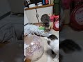 風船で遊ぶアマちゃん cat 　 cat ねこ 猫 猫のいる暮らし