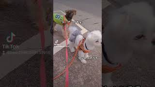 【お散歩動画】準備オッケー　#お散歩　#多頭飼い 　#マルチーズ　#マルポメ　#ヨープー　#dog 　#ミックス犬　#極小犬　#多頭飼いの日常