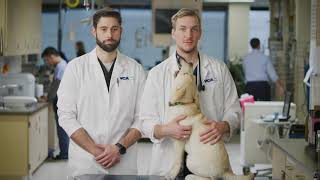 How can I make sure my pet's heart is healthy?