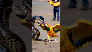 Python vs. Parrot: Feathered Fury Unleashed! 🐍🦜\