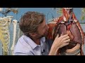 Thorax organs - plastic anatomy