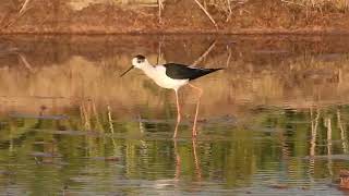 장다리물떼새 Black-winged Stilt