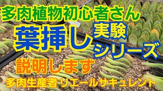 【多肉植物】【ガーデニング】多肉植物初心者🔰さん‼️葉挿しの実験シリーズ🎶②2021年8月22日