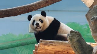 20230914 後場工程擾姊妹 圓寶上下好幾回(早餐) Giant Panda Yuan Bao