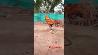 roosters//#rgf roosters//#birds//#shorts//#shortvideo//#subscribe.