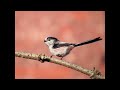 Long Tailed Tit