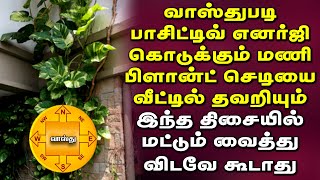 வாஸ்து படி பாசிட்டிவ் எனர்ஜி கொடுக்கும் மணி பிளான்ட் செடி வீட்டில் எந்த திசையில் வளர்க்க கூடாது