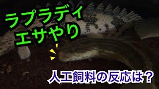 【アクアリウム古代魚】ラプラディのエサやり 人工飼料の反応は？ ポリプテルス水槽