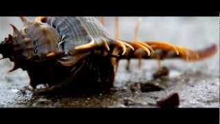 Official Film :Spectacular crabs in SouthThailand - \