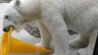 生き生きとしているピースちゃん♪とべ動物園にて