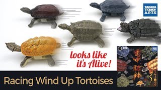 Wind Up Realistic Tortoise Toys / 亀甲記神 / 태엽장난감 (거북이) for Kids