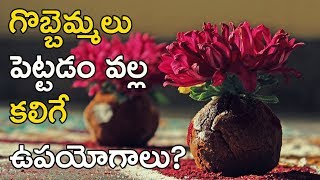 గొబ్బెమ్మలు పెట్టడం వల్ల కలిగే ఉపయోగాలు? | Importance And  Benefits Of Gobbemmalu