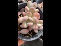 苹果奶群 多肉植物 succulents