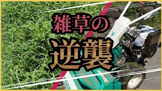 【灼熱の雑草刈り】サツマイモ作ってみます！⑩