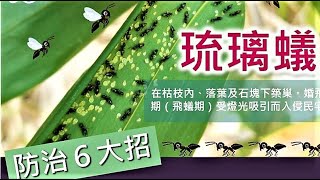 觀察者識讀「琉璃蟻」侵擾 專家傳授解決辦法