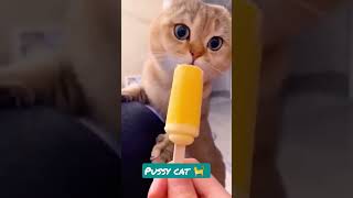 Cat funny videos |Pussy cat song #cat #dog #viral #trending #shorts