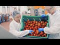 Discover the Food Science & Human Nutrition Pilot Processing Plant in ACES