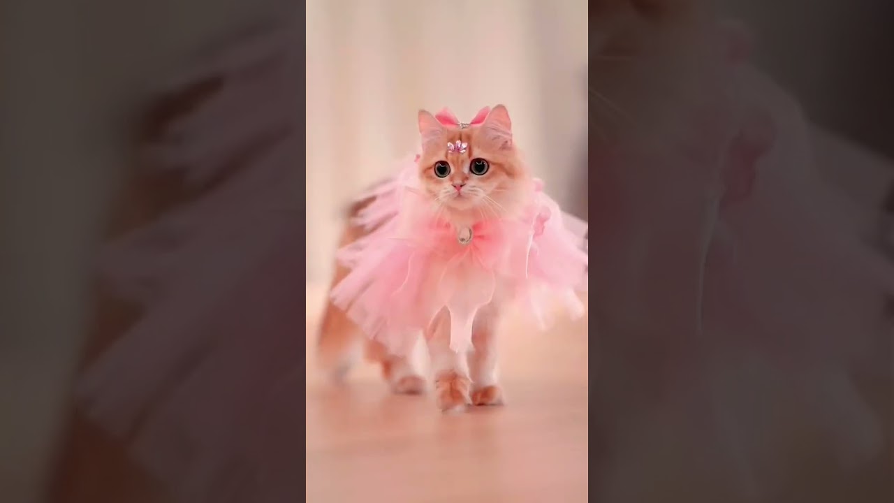 Funny Cats Of Tiktok Cute Housepetscare