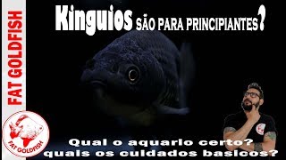 Será que o kinguio é um peixe ideal para principiantes?