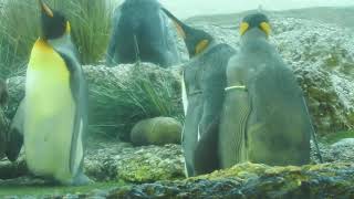 魚をもらうキングペンギン　雛もいます。King penguins with chicks  2018 0916