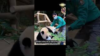 Cute Fu Bao doesn't want to go back home | Cute Fu Bao #fubao #aibao #giantpanda #福宝 #大熊猫 #푸바오