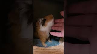 撫でられる生後3ヶ月モルモット　Three-month-old guinea pig being stroked