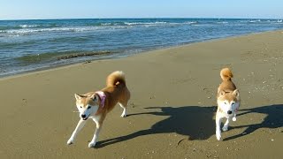 秋の海と柴犬ひかいち　Shiba Inu in the beach