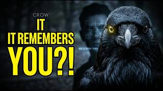 Crows Remember Your Face… For Years.Creepy Animal Intelligence