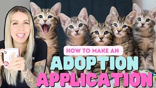 Kitten Adoptions: How to Create an Application & Find a Forever Home