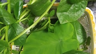 How To Grow Poi Plant(Malabar Spinach) From Cutting|Poi Saag  Kaise Ugaen @khoobsuratnature6227