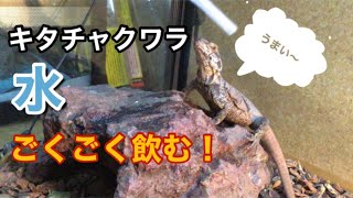 【爬虫類】キタチャクワラ（イグアナ）水飲み