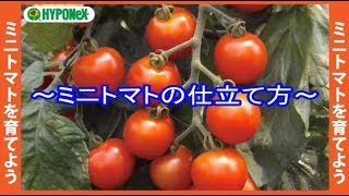 🍅たくさんミニトマトを収穫するコツ(2本仕立て栽培)#おいしいミニトマトの育て方 01