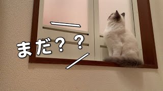 お風呂の出待ちをする子猫が尊かった...【ラグドール】