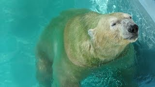 2017.8.26 Polar Bear　ホッキョクグマ　ロッシー（９歳♂）　ウォーミングアップ　（日本平動物園）