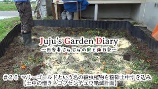 マリーゴールドという名の殺虫植物を粉砕土中すき込み ~土中の憎きネコブセンチュウ絶滅計画~ 【Episode026】