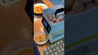 Unique egg roasting tool. #shortvideo #shorts #tools #viralvideo #egg