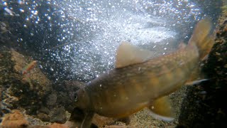 【20inch】Mountain stream fishing !Very narrow river…