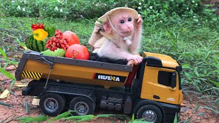 Baby monkey Obi in the first days of learning to garden and pick fruit