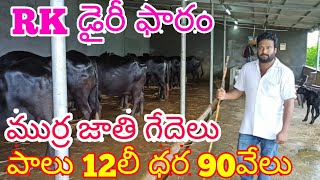 MURRA BUFFALOES 8629993777 9912620632 RK DAIRY FARM