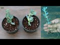 Kalanchoe Marnieriana Propagation From Cuttings (With Update)