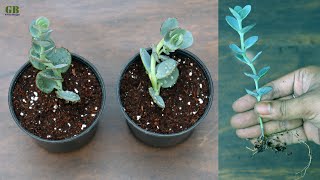 Kalanchoe Marnieriana Propagation From Cuttings (With Update)