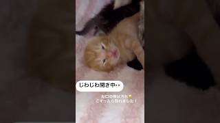 寛平期の赤ちゃん猫と甘えん坊のママ猫　フルバージョンは関連動画へ　#kitten #保護猫