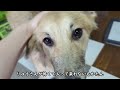 飼い主が他の犬を洗うと不機嫌になる元猟犬 　前に八つ当たりされて怖い思いをしたもかたんはとても慎重にりゅうさんに接する