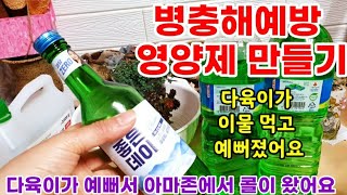 다육이 소주+물 줬더니 예뻐져서 💥아마존에서 콜이 왔어요💥 Amazon 다육이가 예뻐지고 건강해져요 병충해예방   Succulent 多肉植物 다육이 키우기