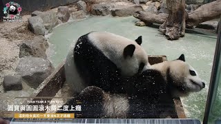 20220502 圓寶與圓圓滾木屑二度上癮 The Giant Panda Yuan Bao and Yuan Yuan