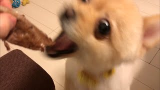 愛犬と一緒に焼肉をしたらこうなりました…笑