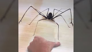 why did i grab this SPIDER..