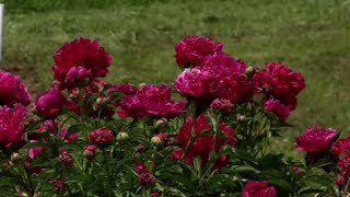 Prairie Yard & Garden: Peonies