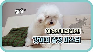 볼수록 정말 귀여운  강아지 \