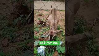 #ଛେଳି ଫଶୀ ଗଲା #youtubeshort #trendingshorts #viral #video